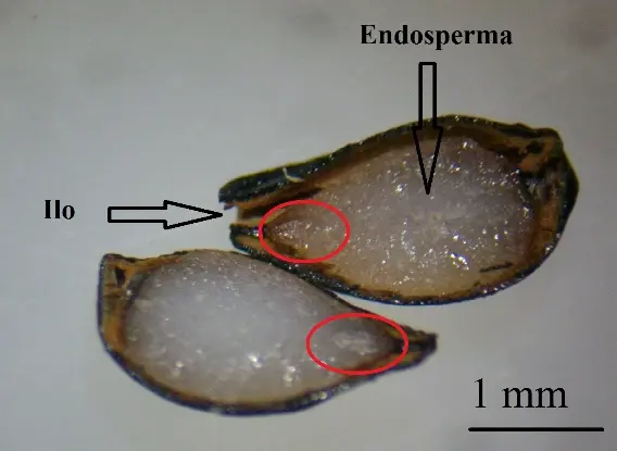 Anatomia semi di Aquilegia alpina