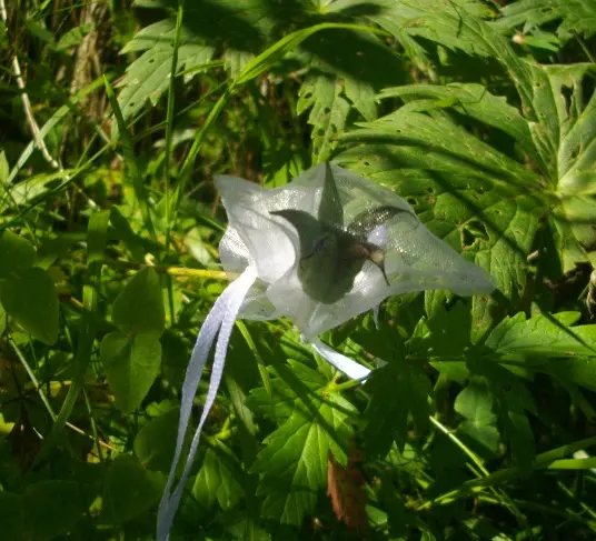 Aquilegia_alpina_incapsulamento_frutto