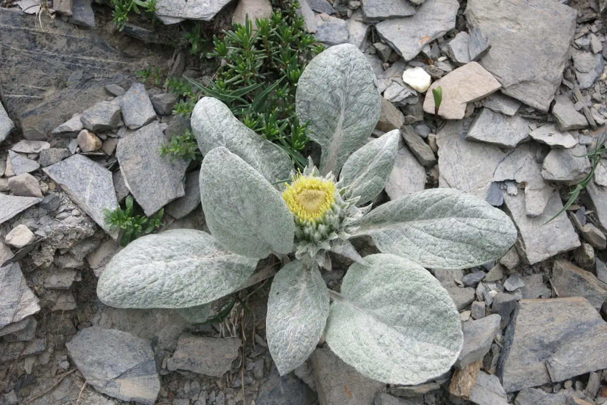 Berardia lanuginosa, esemplare adulto
