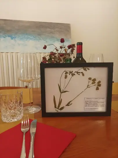 Aperitivo selvatico Esempi di campioni di erbario per sala