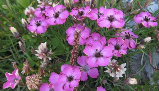 Dianthus pavonius con “carbone delle antere”