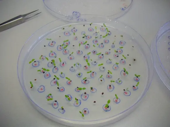 Test di germinazione sulla specie endemica Dianthus pavonius