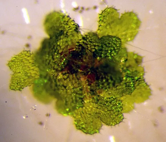 Protalli di Dryopteris cristata (Foto: V. Carasso, 2010)