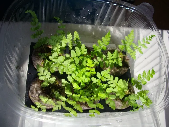 Sporofito di Dryopteris remota (Foto: V. Carasso, 2010)