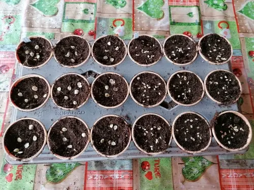 Semina e germinazione di specie fitoalimurgiche