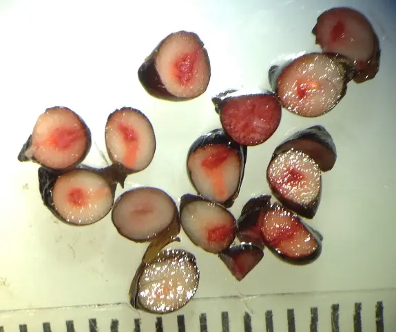 Analisi della vitalità di semi di Hyacinthoides italica