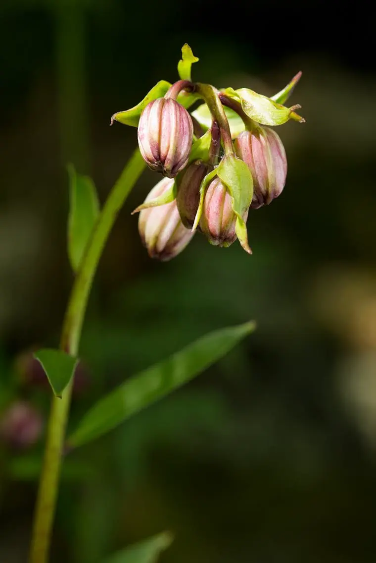 Lilium martagon, fiori in boccio