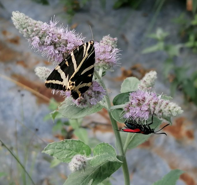 Collezioni vive e giardini spontanei di flora selvatica commestibile