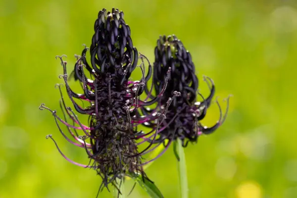 Infiorescenze di Phyteuma Ovatum