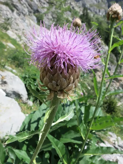 Rhaponticum fiore