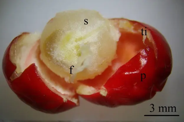 Anatomia di frutto di Ruscus hypoglossum
