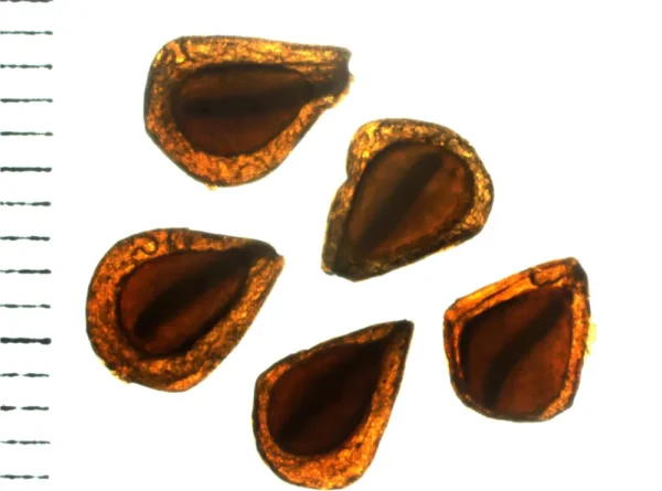 Studio germinazione Fritillaria