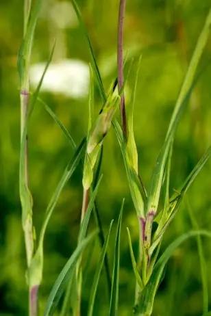 Giovani getti di “barbabuc” (Tragopogon pratensis)